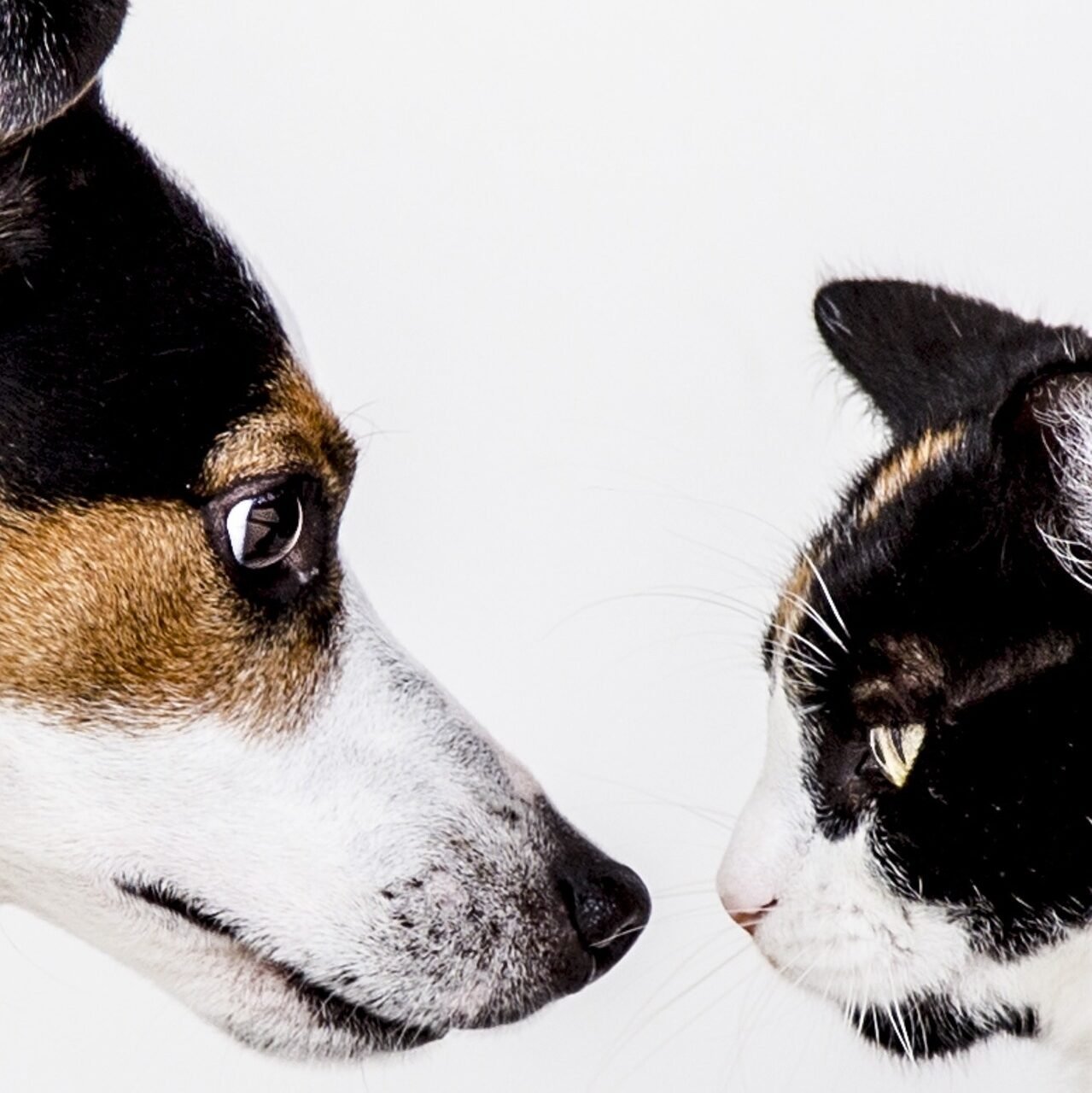 relevance and need to Improve EAT score
